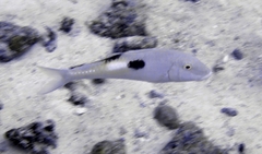 Parupeneus pleurostigma