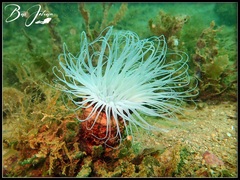 Ceriantharia