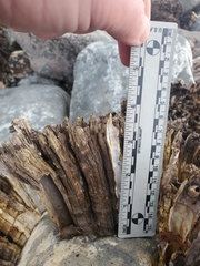 Semibalanus cariosus