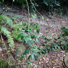 Anodendron benthamianum