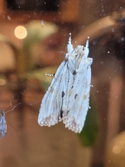 Lithophane patefacta