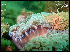 Fimbriaphyllia ancora