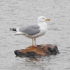 Larus argentatus