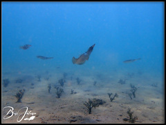 Sepioteuthis lessoniana