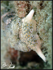 Plakobranchus ocellatus