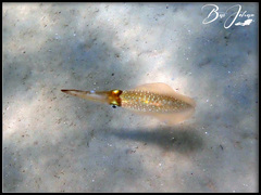 Sepioteuthis lessoniana