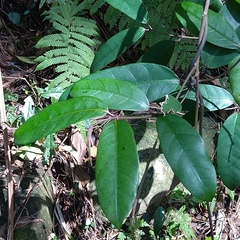 Anodendron benthamianum
