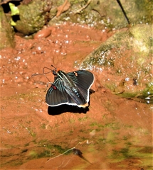 Phocides polybius