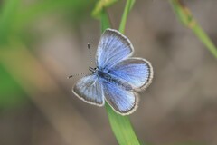 Glaucopsyche lygdamus