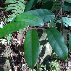 Anodendron benthamianum