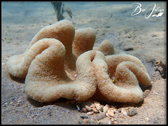 Stichodactyla haddoni