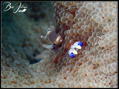 Ancylomenes magnificus