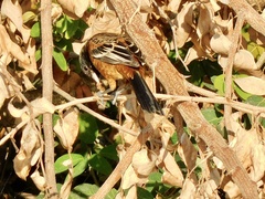 Icterus spurius