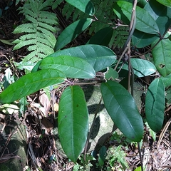 Anodendron benthamianum