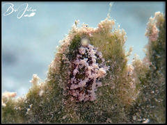 Alicia pretiosa