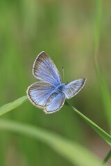 Glaucopsyche lygdamus