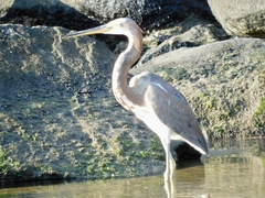 Egretta tricolor