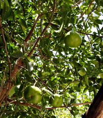 Xylocarpus moluccensis