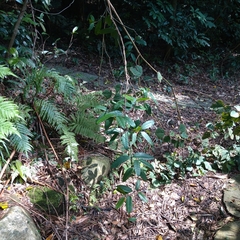 Anodendron benthamianum