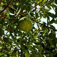 Xylocarpus moluccensis