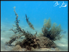 Sepioteuthis lessoniana