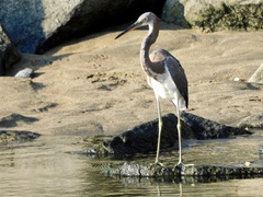 Egretta tricolor