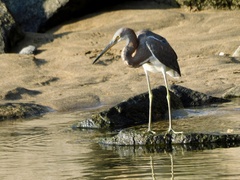 Egretta tricolor
