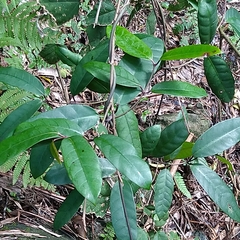 Anodendron benthamianum