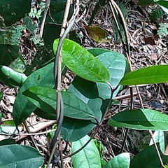 Anodendron benthamianum