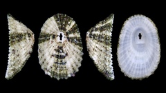 Diodora quadriradiata