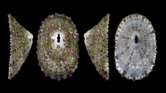 Diodora quadriradiata