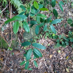 Anodendron benthamianum