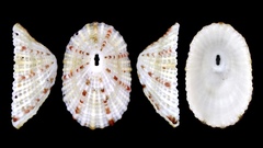 Diodora quadriradiata