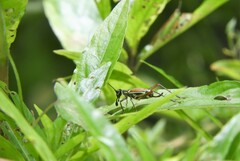 Phylloscyrtus amoenus
