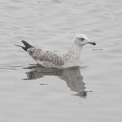Larus argentatus