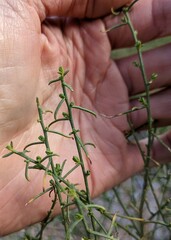 Ambrosia salsola
