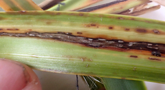 Puccinia chathamica