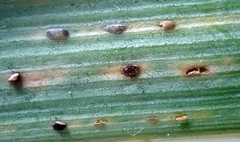 Puccinia chathamica