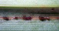 Puccinia chathamica