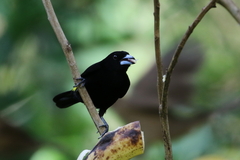 Ramphocelus flammigerus