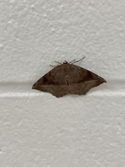 Eutrapela clemataria
