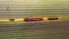 Puccinia chathamica