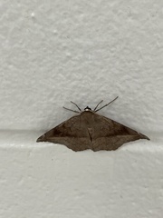 Eutrapela clemataria