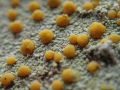 Lecanora symmicta