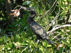 Nannopterum brasilianum