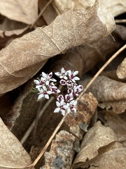 Erigenia bulbosa
