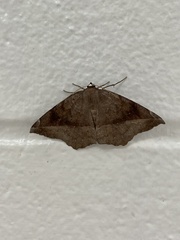 Eutrapela clemataria