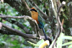 Baryphthengus martii