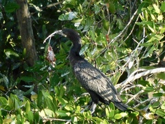 Nannopterum brasilianum
