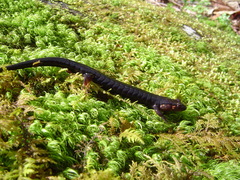 Desmognathus imitator